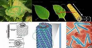 Tobacco Mosaic Virus (TMV) | Plant Virology | MSc (Plant Pathology)