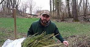 Planting Norway Spruce For Screening