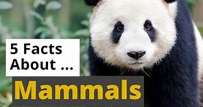 All About Mammals 🐘🦒🦇 - 5 Interesting Facts - Animals for Kids - Educational Video