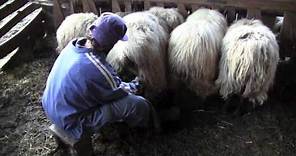 ¿Cómo ordeñar las ovejas?