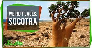 Weird Places: Socotra