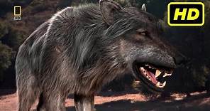 Depredadores Prehistóricos (2007-2009) "Lobo Gigante" National Geographic HD