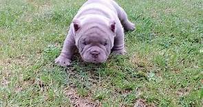 Exotic Bully Puppies