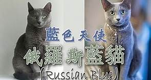 “蓝色天使”——俄罗斯蓝猫（Russian Blue）