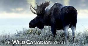 Moose Are One Of The Last Species You’d Expect To Be Swimming For Their Supper | Wild Canadian Year
