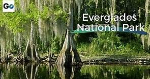 Everglades National Park - What do Alligators Contribute to the Ecosystem?