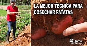 La mejor técnica para cosechar patatas.