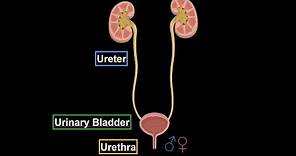 Ureter, Urinary Bladder and Male/Female Urethra (Structures and Walls) - Urinary System Anatomy