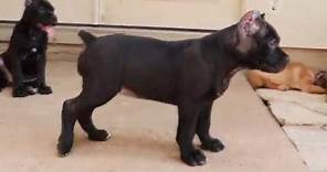 8 week old Cane Corso Puppies