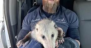 Possums! | Ace Humane Wildlife Removal & Pest Control