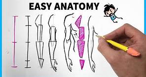 Easy Anatomy: How to Draw Arms