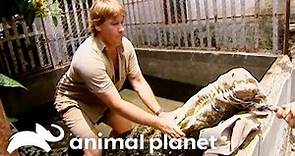 Heart-Pounding Close Call: Steve Irwin vs Massive Crocodile | Crocodile Hunter | Animal Planet