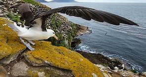 Albatrosses: Facts about the biggest flying birds