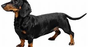 Dachshund Dog Breed Information & Characteristics