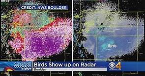 Migrating Birds Show Up On Weather Radar