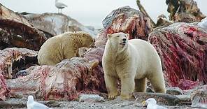 Polar Bear Stands Her Ground to Feed Her Cubs | Life | BBC Earth