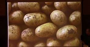 What Really Caused the Irish Potato Famine