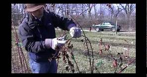 How to Prune and Care for Blackberry Plants in Early Spring - Gurney's Video