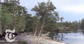 Sinkhole in Louisiana Swallows Trees - Caught on Tape 2013 | The New York Times