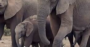 5 datos sobre los elefantes