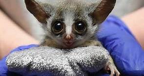 How long does a bush baby live? Are bush babies poisonous? Can I have a ...