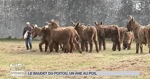 ANIMAUX : Le baudet du Poitou, un âne au poil !