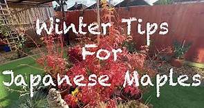 Japanese maples, winter hints and tips. How to get your trees ready for winter and what not to do!