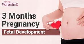 3 Months Pregnant - Know the Fetus Development