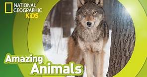 Gray Wolf 🐺 | Amazing Animals
