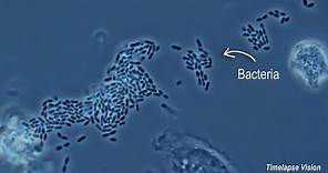 Immune Cells Eating Bacteria (Phagocytosis)