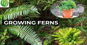 How To Grow Ferns: The Ultimate Guide to Growing Ornamental Plants in Your Garden