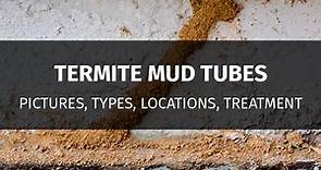Termite Mud Tubes: What Do They Look Like and How To Get Rid of Them