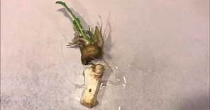 Growing Horseradish