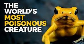 The Insane Biology of: The Poison Dart Frog