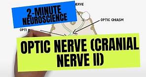 2-Minute Neuroscience: Optic Nerve (Cranial Nerve II)