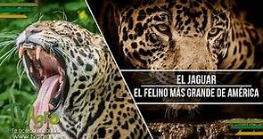 El Jaguar: El Felino más Grande de América - TvAgro por Juan Gonzalo Angel