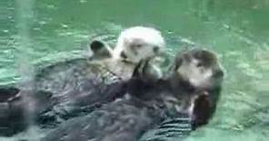 Otters holding hands