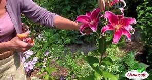 How To Prune Lilies
