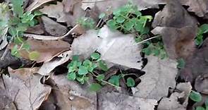 Paukoliki zglavkari Srbije-Kosac (Phalangium opilio)