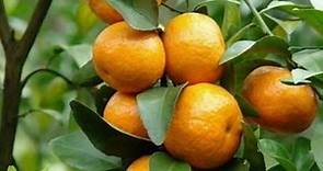 Different Varieties Of Oranges - Pick The Right One For Cultivation - History