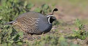California Quail Identification, All About Birds, Cornell Lab of Ornithology