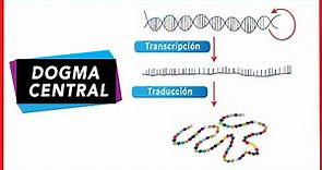 Dogma central de la biología molecular | ADN-ARN-Proteína