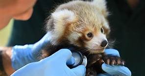 ZooBorns Australia! Episode 6 - Red Panda Cubs