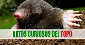 Topos (Talpidae) | Datos curiosos de animales