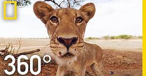 Lions 360° | National Geographic