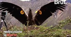 Un Condor réapprend à voler après une année en captivité