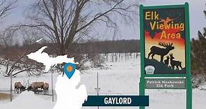 Get up close with elk in Gaylord, Michigan