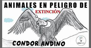 02. Aprende a DIBUJAR ✍️ un CONDOR andino [Animales en Peligro de Extinción 🇵🇪]