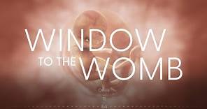 Amazing Timelapse of EVERY SINGLE DAY of a Child’s Development in the Womb | Window to the Womb