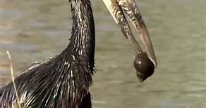 Open billed stork showing distinct bill shape and holding its prey, Botswana